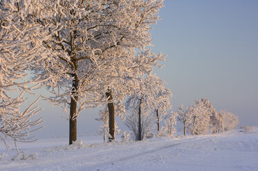 Baumreihe mit Raureif in schneebedeckter Landschaft - RUEF001275
