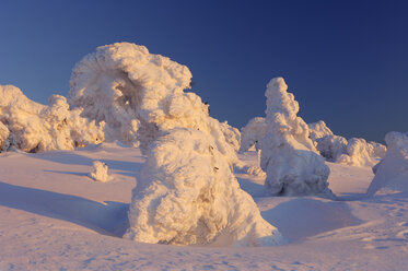 Germany, Saxony-Anhalt, snow-covered Norway spruce trees, Picea abies, at Brocken Mountain by sunset - RUEF001278
