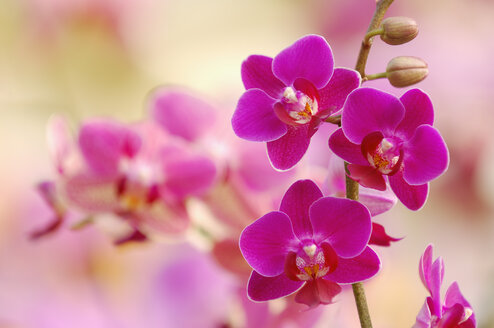 Pink blossoms of orchid, Phalaenopsis, close-up - RUEF001279