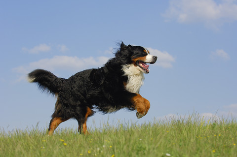 Berner Sennenhund läuft auf einer Wiese, lizenzfreies Stockfoto
