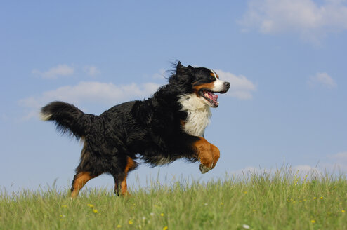 Berner Sennenhund läuft auf einer Wiese - RUEF001293