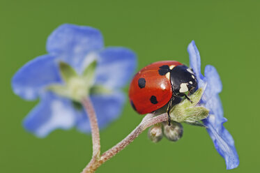 Siebenfleckiger Marienkäfer, Coccinella septempunctata, auf blauer Blüte vor grünem Hintergrund - RUEF001284