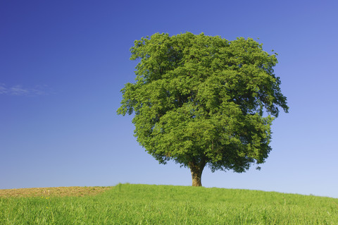 Einzelne Buche auf einer Wiese vor blauem Himmel, lizenzfreies Stockfoto