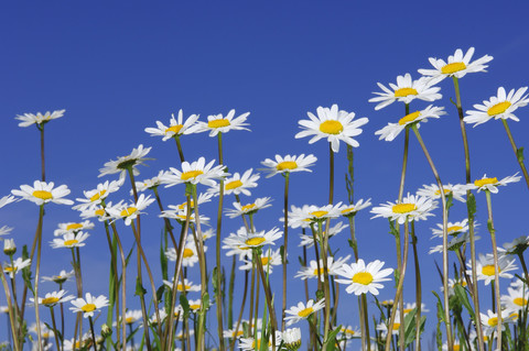 Wiese mit Ochsenaugen-Gänseblümchen, Leucanthemum vulgaren, vor blauem Himmel, lizenzfreies Stockfoto