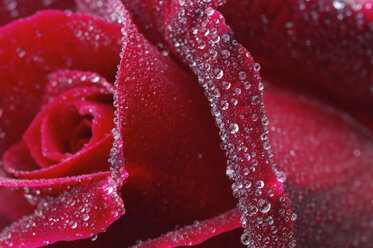 Waterdrops on red rose, Rosa, close-up - RUEF001288