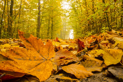 Germany, Baden-Wuerttemberg, beech forest in autumn - WGF000405