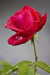 Red rose after watering - MELF000014