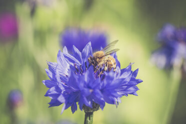 Deutschland, Bayern, Kornblume, Centaurea cyanus, und Biene - SARF000777