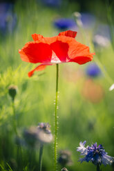 Deutschland, Bayern, Mohn, Papaver rhoeas, auf Wiese - SARF000778