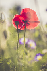 Deutschland, Bayern, Mohn, Papaver rhoeas, auf Wiese - SARF000779