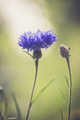 Germany, Bavaria, Cornflower, Centaurea cyanus - SARF000782