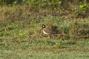 Thailand, Kaeng Krachan, Vanellus indicus, red wattled lapwing - ZC000129