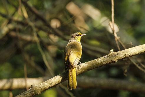 Thailand, Kaeng Krachan, Pycnonotus finlaysoni, Streifenkehlbülbül - ZC000130