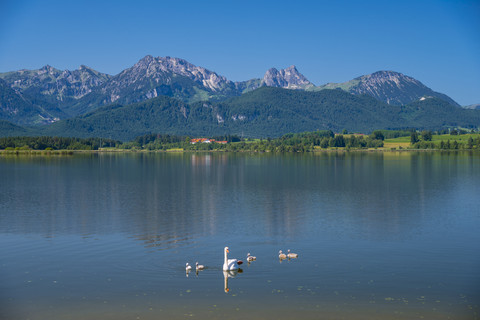 Deutschland, Bayern, Allgäu, Ostallgäu, Hopfensee, bei Füssen, Höckerschwäne, Cygnus olor, Muttertier mit Jungtieren, lizenzfreies Stockfoto