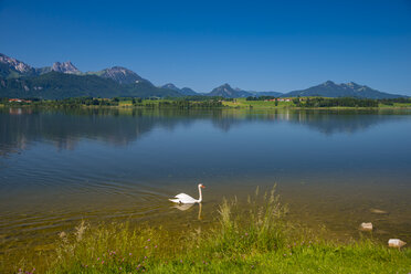 Deutschland, Bayern, Allgäu, Ostallgäu, Hopfensee, bei Füssen, Höckerschwan, Cygnus olor, Männliches Tier - WGF000408