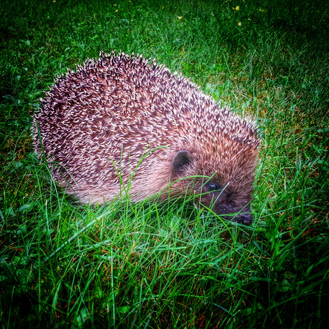 Europäischer Igel im Gras, lizenzfreies Stockfoto