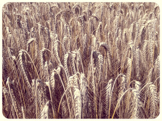 Wheat field - SHIF000013