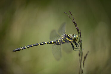 England, Golden-ringed Dragonfly, Cordulegaster boltonii - MJO000612