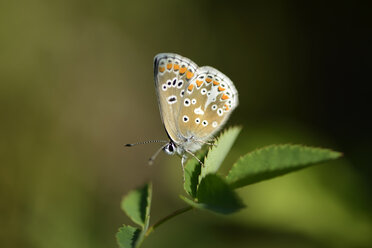 England, Brauner Argus, Aricia agestis - MJOF000613