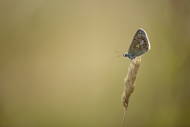 England, Common blue butterfly, Polyommatus icarus - MJO000615