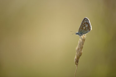 England, Gewöhnlicher Bläulingsfalter, Polyommatus icarus - MJO000615