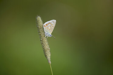 England, Common blue butterfly, Polyommatus icarus - MJOF000616