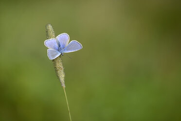 England, Common blue butterfly, Polyommatus icarus - MJOF000617