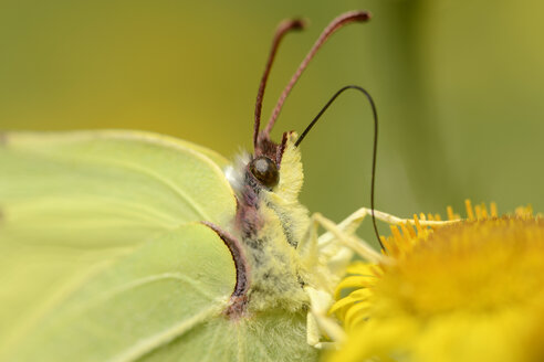 England, Brimstone, Gonepteryx rhamni, Porträt - MJO000618