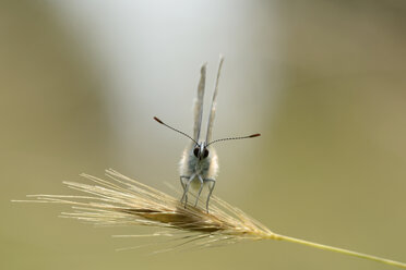 England, Gewöhnlicher Bläulingsfalter, Polyommatus icarus - MJO000619