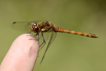 England, Gemeine Heidelibelle, Sympetrum striolatum, am Finger - MJOF000620