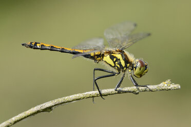 England, Schwarze Heidelibelle, Sympetrum danae - MJOF000621