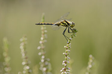 England, Schwarze Heidelibelle, Sympetrum danae - MJOF000622