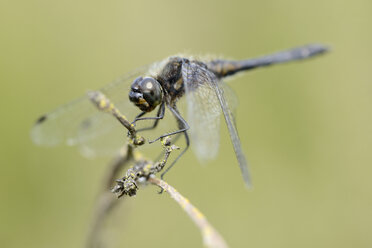 England, Schwarze Heidelibelle, Sympetrum danae - MJOF000624