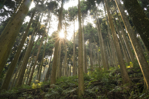 Japan, Kurama, Cedar trees stock photo