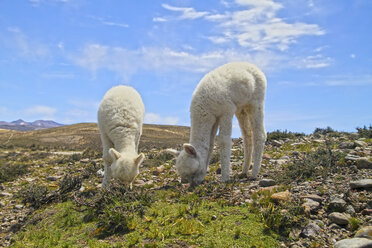 Südamerika, Peru, Anden, Lama-Babys beim Fressen, Lama glama - KRPF000647