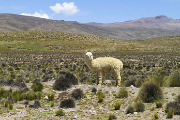 Südamerika, Peru, Blick auf ein Alpaka in den Anden - KRPF000650