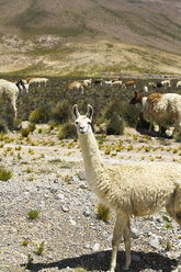 Südamerika, Peru, Anden, Llamas, Lama glama - KRPF000651