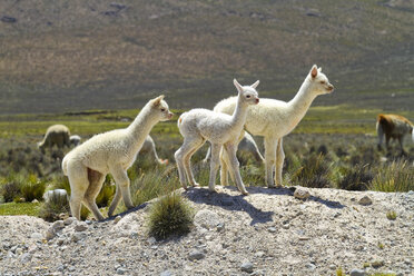 Südamerika, Peru, Anden, Lama-Babys, Lama glama - KRPF000652