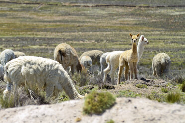 Südamerika, Peru, Gruppe von Lamas, Lama glama - KRPF000653