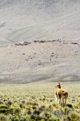 Südamerika, Peru, Blick auf ein Vikunja in den Anden, Vicugna vicugna - KRPF000664