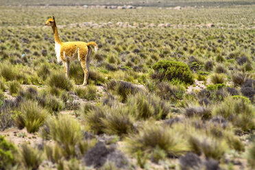 Peru, Vicuna in den Anden - KRPF000665