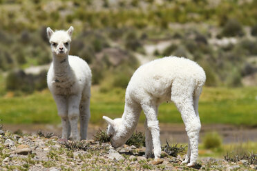 Südamerika, Lama-Babys fressen, Lama glama - KRPF000666