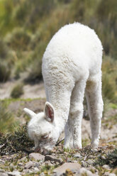 Südamerika, Peru, Lama-Baby frisst, Lama glama - KRP000667