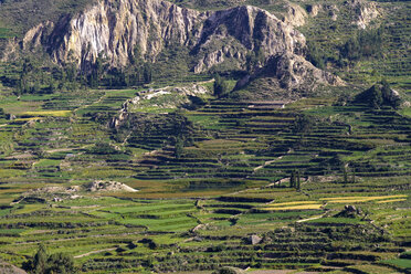 South America, Peru, Colca Canyon, Terrace fields - KRP000674