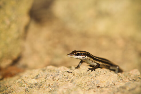 Seychellen, Eidechse, Lacertidae - KRP000715