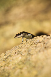 Seychellen, Eidechse, Lacertidae - KRPF000716