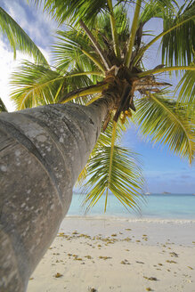 Seychellen, Palme auf der Insel Praslin - KRPF000718