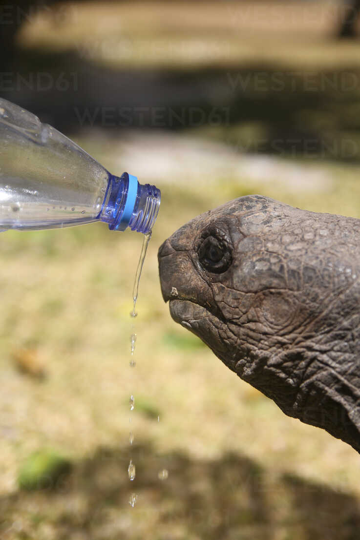 Drinking From A Giant Water Bottle - Stock Photos