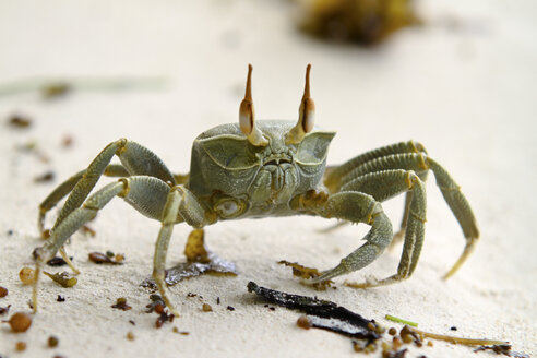 Seychellen, La Digue, Gehörnte Geisterkrabbe, Ocypode ceratophthalma - KRP000758