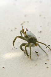 Seychelles, La Digue, Horned ghost crab, Ocypode ceratophthalma - KRPF000759